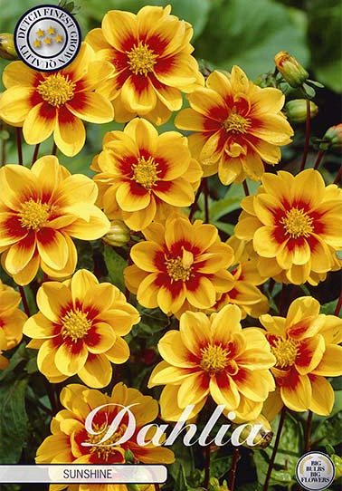 Dahlia Special Mignon Sunshine x 1 I .