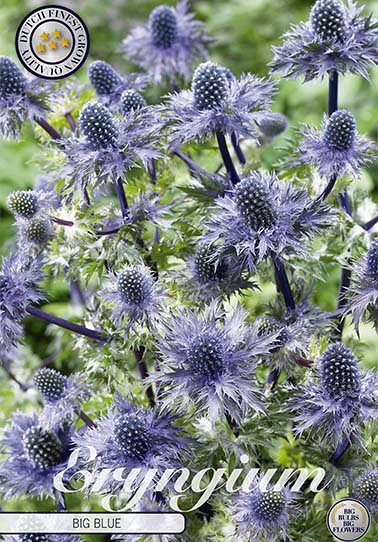 Eryngium Big Blue 1 I .