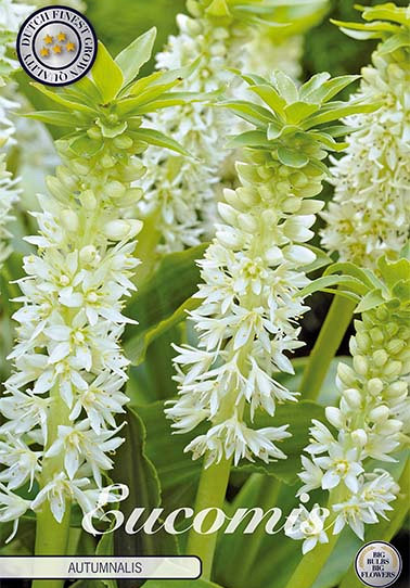 Eucomis autumnalis x 2 14/16