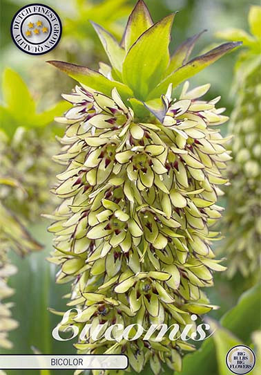 Eucomis Bicolor x 1 18/20