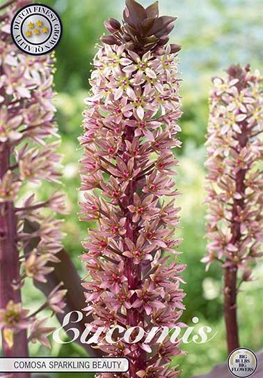 Eucomis comosa Sparkling Burgundy x 1 18/20