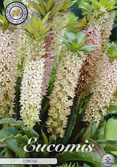 Eucomis Comosa x 1 18/20