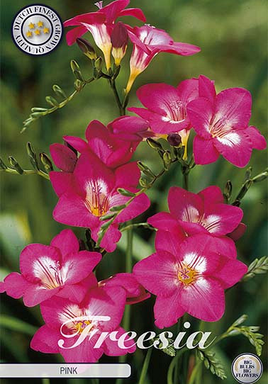 Freesia single Pink x 15 5/+