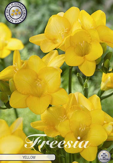 Freesia single Yellow x15 5/+