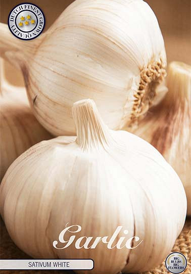 Garlic Sativum White x 3 I .