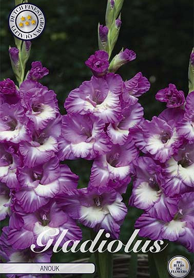 Gladiolus Anouk x10 12/14