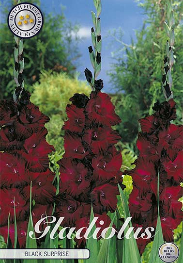 Gladiolus Black  Surprice x 10 12/14