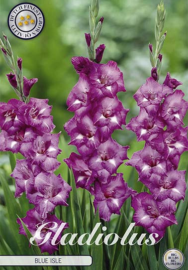 Gladiolus Blue Isle x 10 12/14