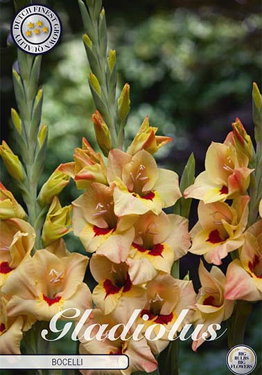 Gladiolus Bocelli x10 12/14