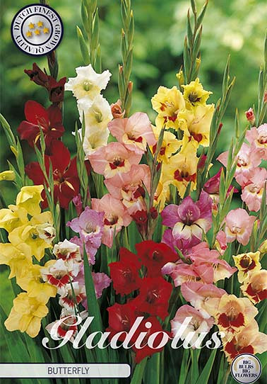 Gladiolus Butterfly x10 12/14