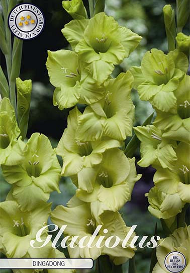 Gladiolus Dingadong x10 12/14