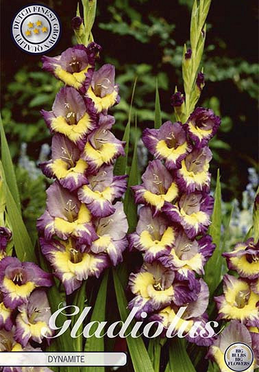 Gladiolus Dynamite x10 12/14