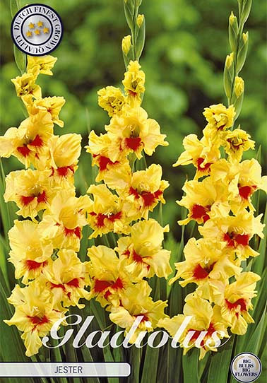 Gladiolus Jester x 10 12/14