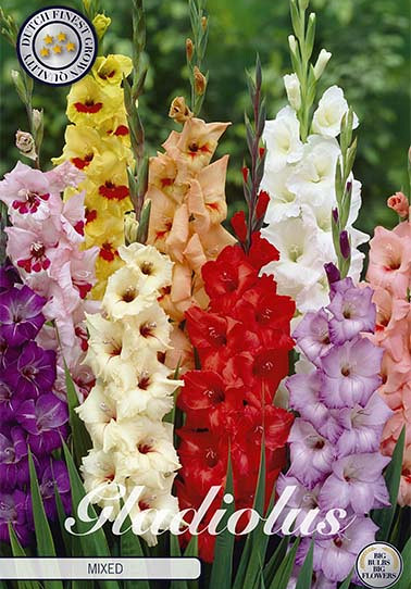 Gladiolus Mixed x 10 12/14