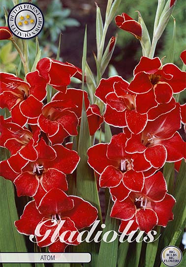 Gladiolus Nanus Atom x 10 9/10