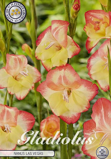 Gladiolus Nanus Las Vegas x10 9/10