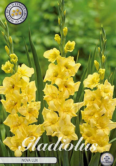 Gladiolus Nova Lux x 10 12/14