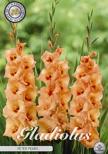 Gladiolus Peter Pears x 10 12/14