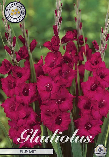 Gladiolus Plumtart x 10 12/14