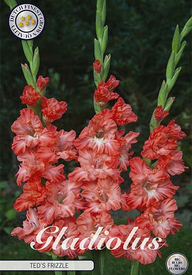 Gladiolus Ted's Frizzle x10 12/14