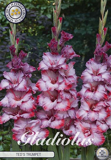 Gladiolus Ted's Trumpet x10 12/14