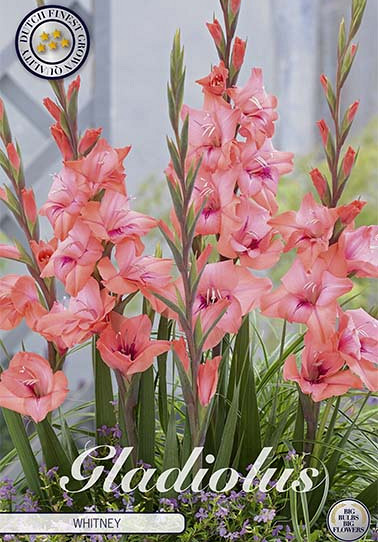 Gladiolus Whitney x10 12/14