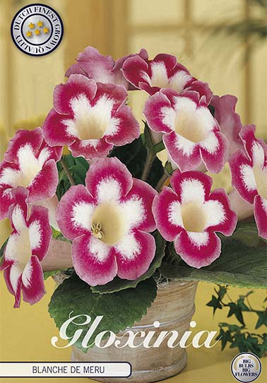 Gloxinia Blanche de Meru x 1 5/6