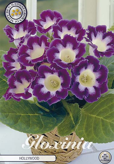 Gloxinia Hollywood x 1 5/6