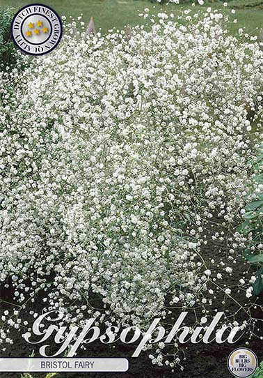 Gypsophila ''B. Fairy''  3 I .