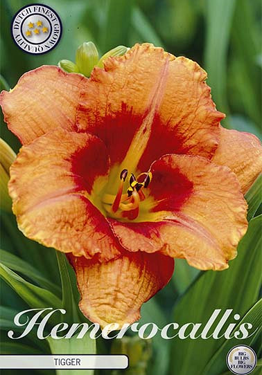 Hemerocallis Tigger 1 I .