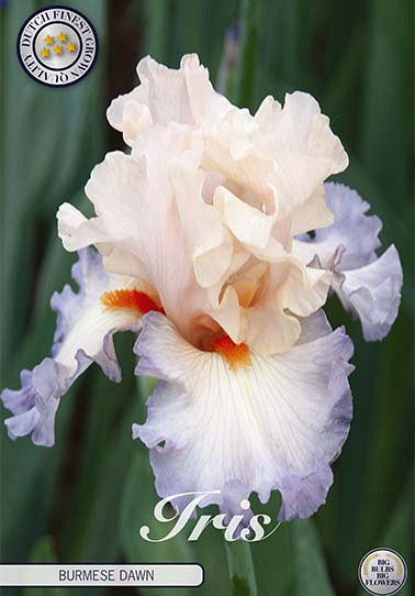 Iris Germanica Burmese Dawn x1 I