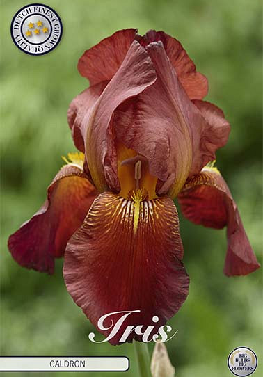 Iris Germanica Caldron x1 I