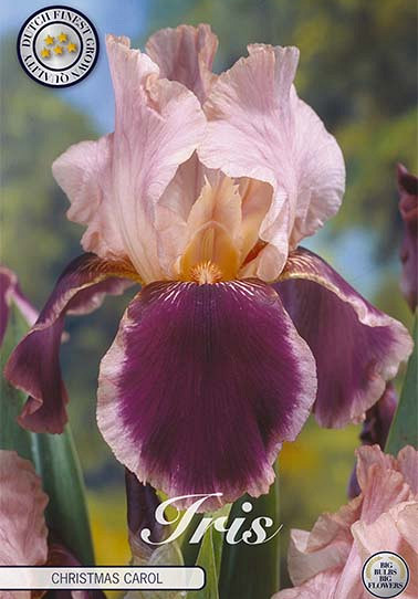 Iris Germanica Christmas Carol x1 I