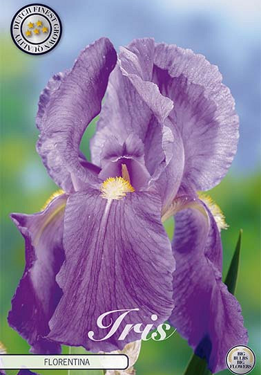 Iris Germanica Florentina x1 I