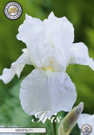 Iris Germanica Immortality x1 I