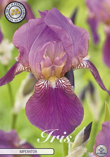 Iris Germanica Imperator x1 I