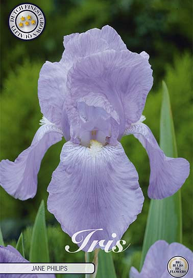 Iris Germanica Jane Philips x1 I