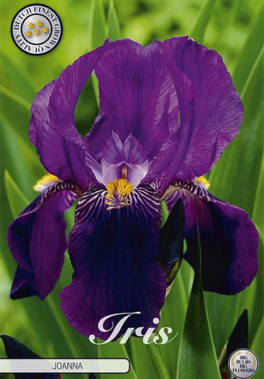 Iris Germanica Joanna x1 I