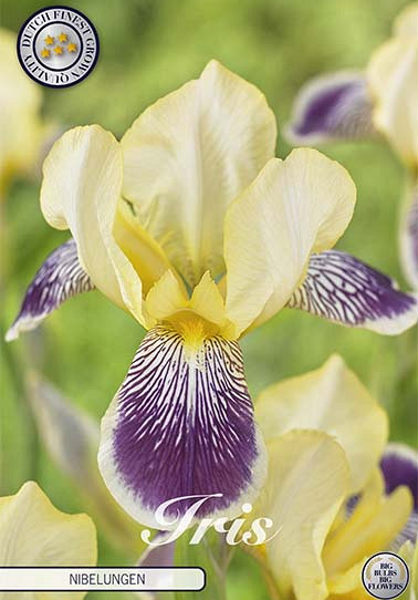 Iris Germanica Nibelungen x1 I