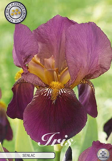 Iris Germanica Senlac x1 I