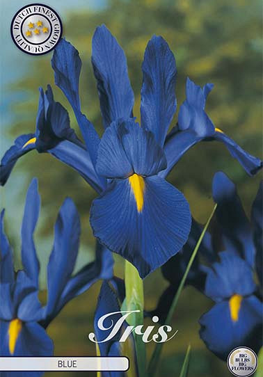 Iris Hollandica Blue x10 8/9