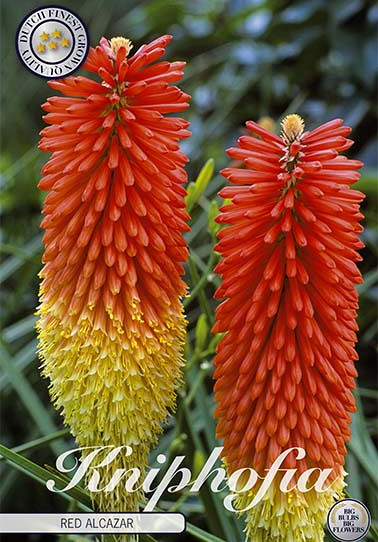 Kniphofia Red Alcazar 1 I .