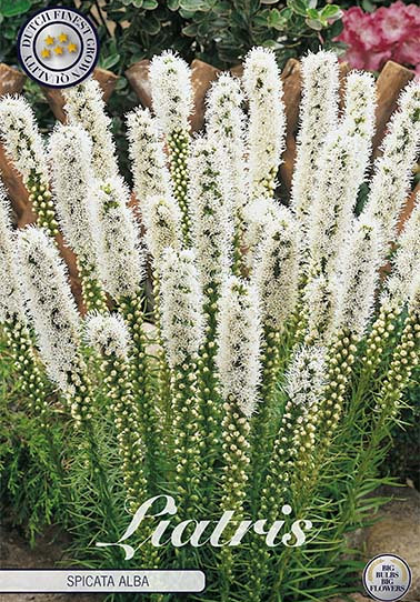 Liatris Spicata Alba  x 10 10/12