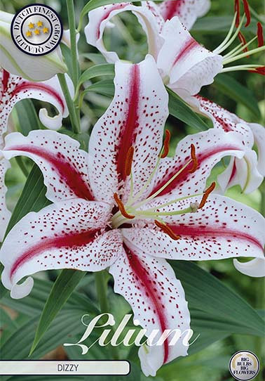 Lilium Big Smile x 2 16/18