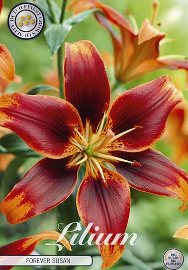 Lilium Forever Susan x 2 16/18