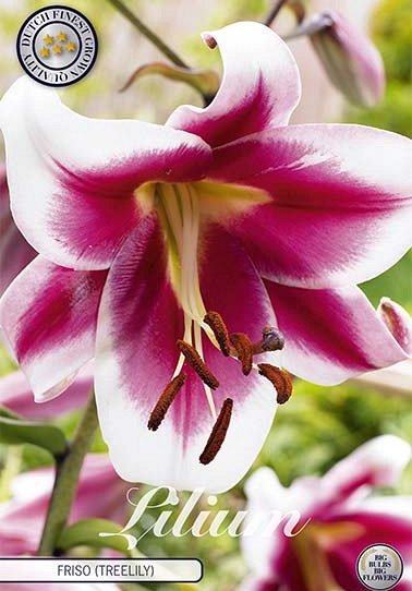 Lilium Friso x 2 16/18