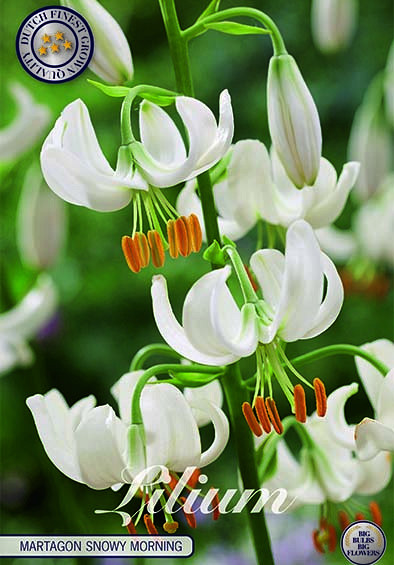 Lilium Martagon Snowy Morning x 1 16/18