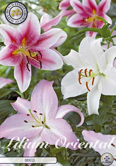 Lilium Oriental Mixed x 3 16/18