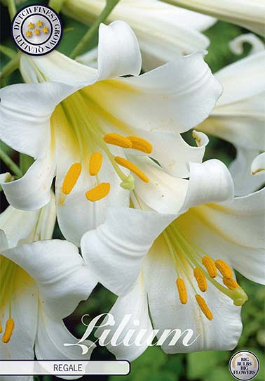 Lilium Regale x 2 16/18