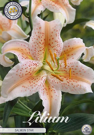 Lilium Salmon Party x 2 16/18